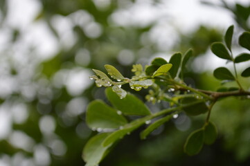Fresh green leaves with water droplets in natural outdoor setting