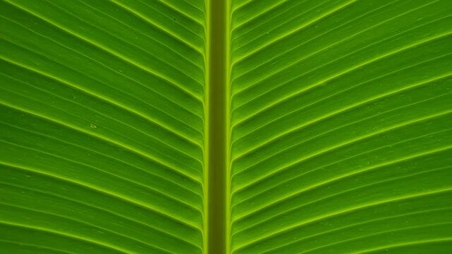 Macro View of Vibrant Green Banana Leaf Veins and Texture