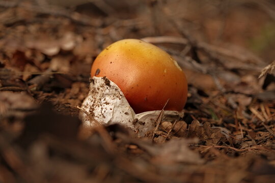 Wild Caesar's mushrooms
