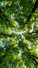 Fototapeta premium Lush green canopy of trees reaching for the sky