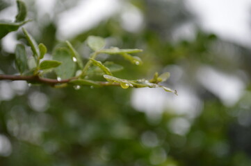 Fresh green leaves with water droplets in natural outdoor setting