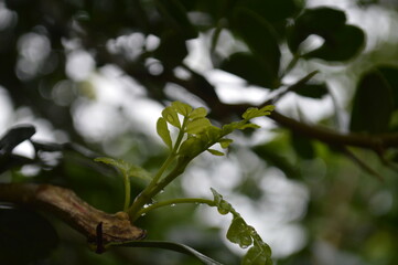 Fresh green leaves with water droplets in natural outdoor setting