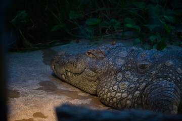 Nile Crocodile Resting Peacefully