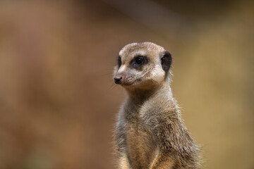 Curious Meerkat Looking at the Camera