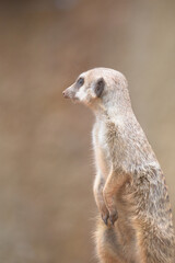 Curious Meerkat Observing its Surroundings
