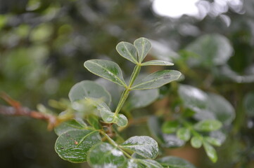 Fresh green leaves with water droplets in natural outdoor setting