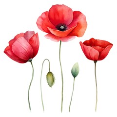 Watercolor Poppies with Buds on White Background red poppies poppy flowers