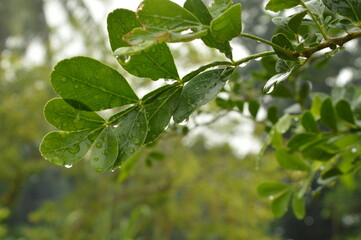 Fresh green leaves with water droplets in natural outdoor setting