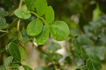 Fresh green leaves with water droplets in natural outdoor setting