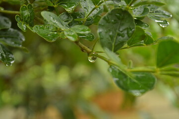 Fresh green leaves with water droplets in natural outdoor setting