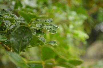 Fresh green leaves with water droplets in natural outdoor setting