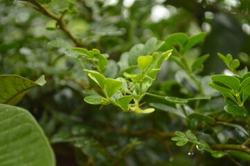 Fresh green leaves with water droplets in natural outdoor setting