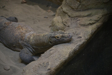 Komodo Dragon Laying on the Sand