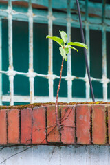 A resilient young Ficus tree grows from a red brick wall, its roots exposed, in front of a blue barred window at Xian Guang Military Kindred Village Cultural Park, Taiwan. Nature's persistent growth.