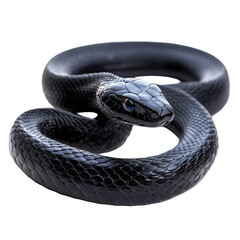 Fototapeta premium Black snake isolated on transparent background