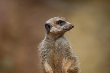 Detailed Portrait of a Meerkat