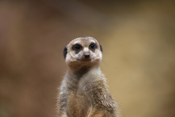 Close Up of a Curious Meerkat