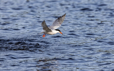 Common tern after driving for a fish. 