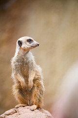 Meerkat Standing and Watching Alertly