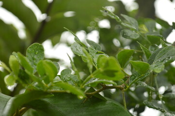 Fresh green leaves with water droplets in natural outdoor setting