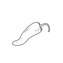 Vector Chilli Pepper Outline One Whole Chilli Line Art On White Background Vector Illustration