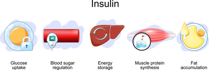 Insulin function. Role of INS. 