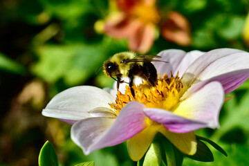 Bee on a pink flower with pollen on its head