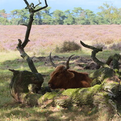 Scottish Highland cows grazing in heather meadows. Calm beautiful nature.