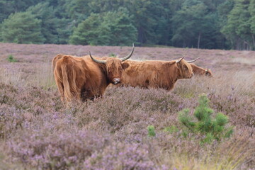 Scottish Highland cows grazing in heather meadows. Calm beautiful nature.