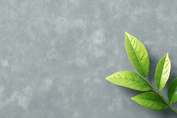 photorealistic ultraminimalistic design featuring single green leaf delicately placed against clean gray