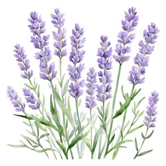 Close up of fragrant purple lavender flowers with green stems and leaves against a solid black background