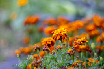 Blooming Marigolds in an Autumn Garden