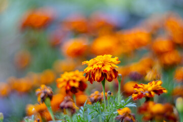 Blooming Marigolds in an Autumn Garden