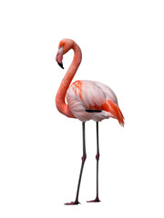 Flamingo bird isolated on transparent background