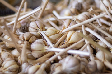 Drying Garlic Background