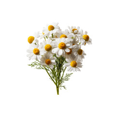 Delicate Bouquet of German Chamomile Flowers on Black Background