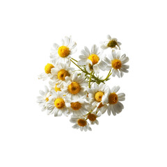Fototapeta premium Aromatic Chamomile Flowers Bouquet - Fresh, White Daisies on Black Background
