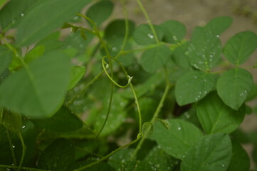 Fresh green leaves with water droplets in natural outdoor setting