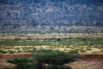 Fototapeta premium large elephant herd in a distance walking through the Samburu national park landscape in Kenya