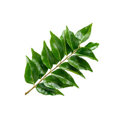 Fresh Sprig of Curry Leaves Isolated on Black Background
