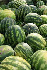A pile of watermelons has been harvested.