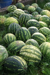 A pile of watermelons has been harvested.