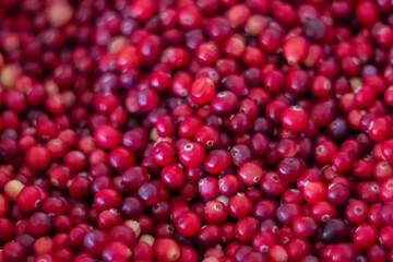 Cranberry Berry Background