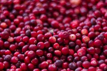 Cranberry Berry Background