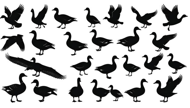Black silhouettes of various geese