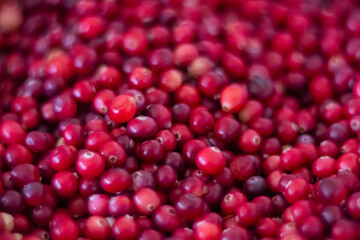 Cranberry Berry Background