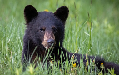 Black bear eating grass.