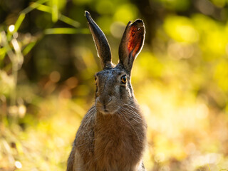 Striking wildlife photo of a hare standing alert in a lush green forest, bathed in warm daylight. Ideal for nature decor, woodland prints, and eco-friendly designs.