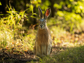 Adorable wildlife photo of a hare standing in lush green grass, captured in warm daylight. Ideal for nature decor, forest art, and eco-friendly designs.
