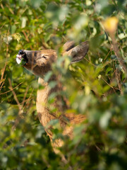 Charming wildlife shot of a young deer eating leaves amidst lush green foliage, captured in natural light. Perfect for nature decor, forest art, and eco-conscious designs.